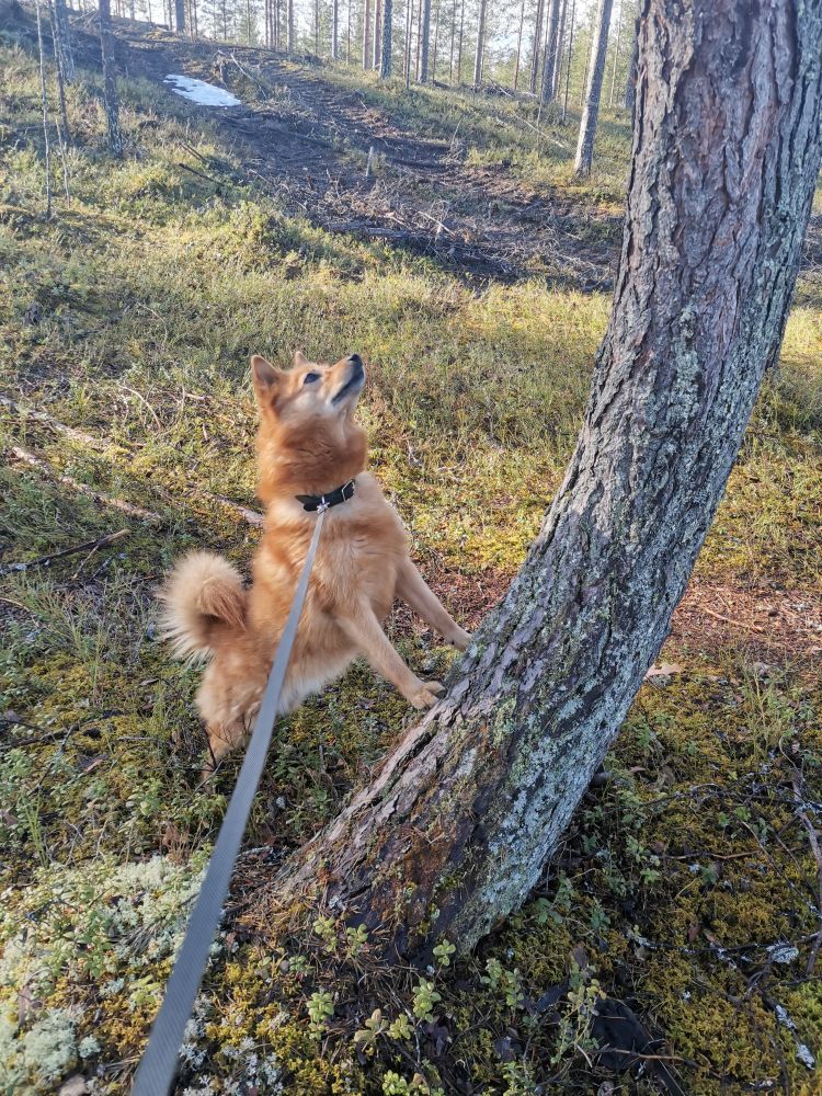 Bemer koiralle